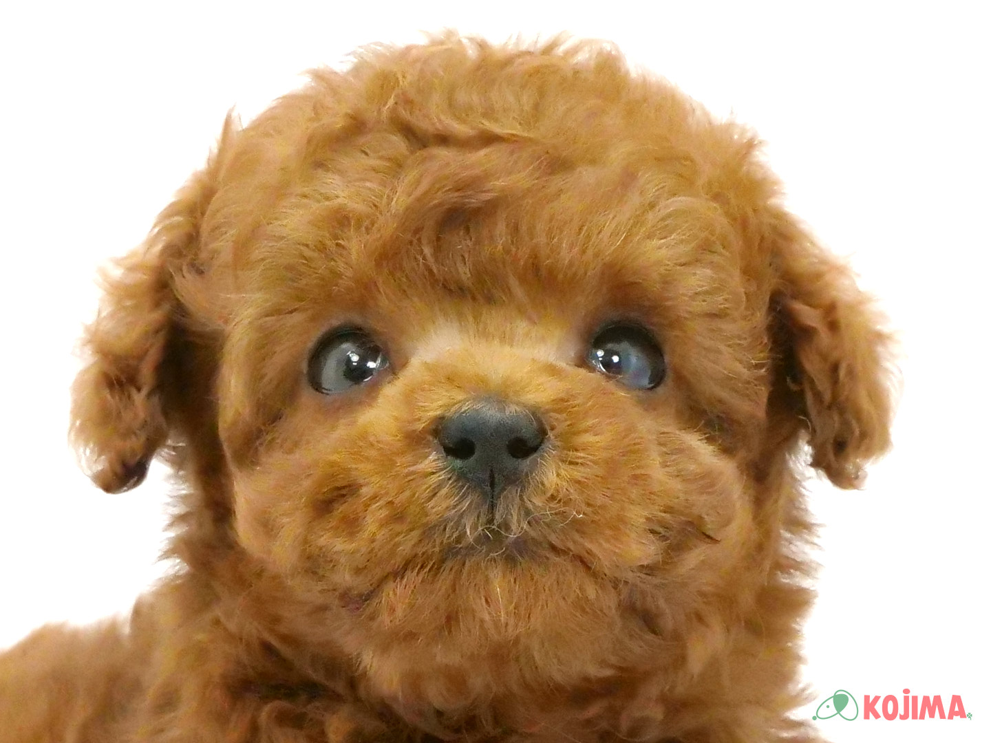 千葉県のトイプードル(トイ) (コジマウエルケアセンター/2025年3月23日生まれ/男の子/レッド)の子犬