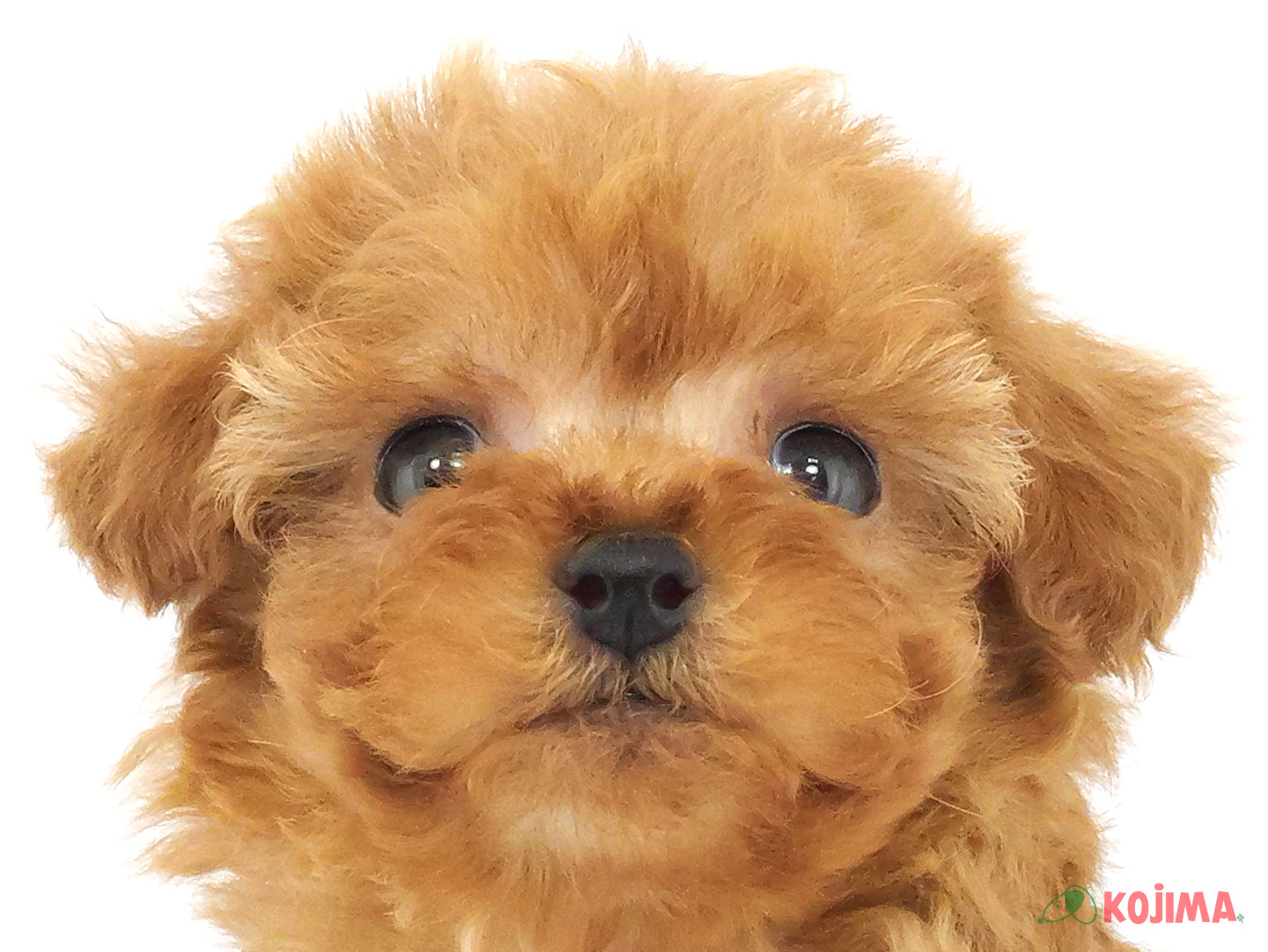 千葉県のトイプードル(トイ) (コジマウエルケアセンター/2025年3月23日生まれ/男の子/レッド)の子犬