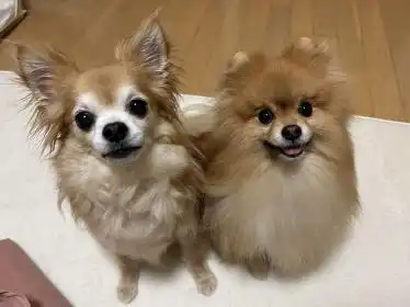 チワワ ちょぼくん、ぴぐもんくん
