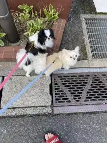 チワワ 海（うみ）ちゃん、狆 唄（うた）ちゃん