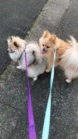 ポメラニアン なぎちゃん、おとくん