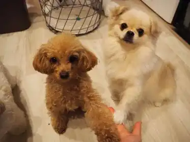 トイプードル ルルちゃん、ポメラニアン ナナちゃん