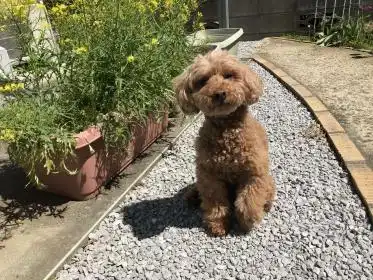トイプードル ちょこちゃん