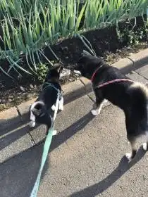 柴犬 梅ちゃん、虎哲くん