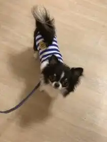 チワワ ぽんずくん