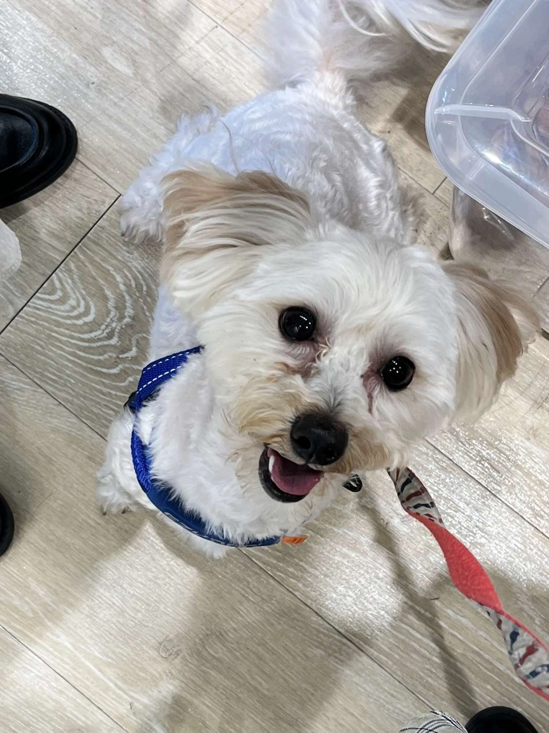 ハーフ犬(マルプー) 鼓太郎くん