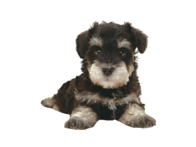 ミニチュア シュナウザー Miniature Schnauzer Japaneseclass Jp