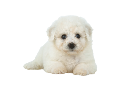 ビション フリーゼ Bichon Frise Japaneseclass Jp