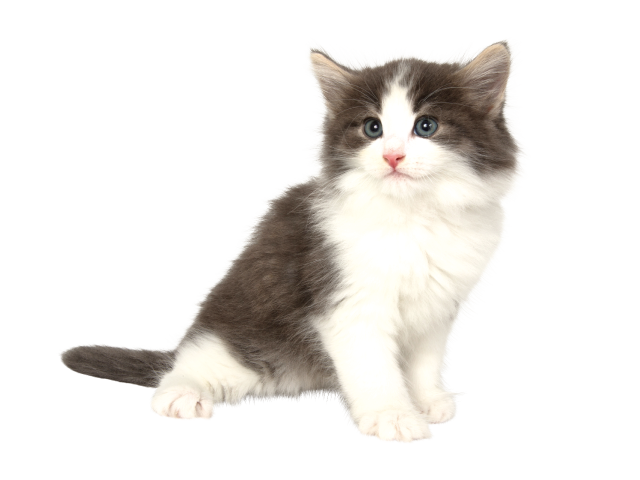 ネコちゃん 子猫 をさがす ペットショップのコジマ