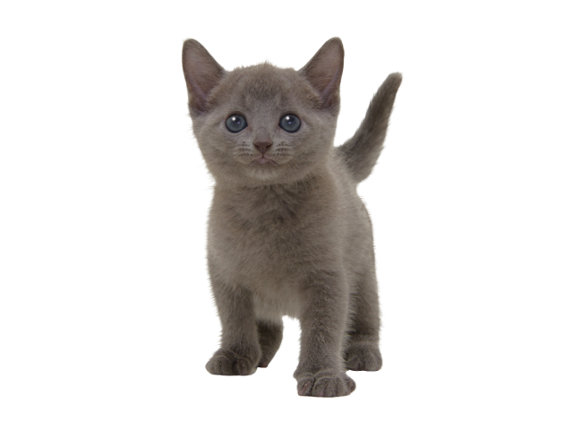 ネコちゃん 子猫 をさがす ペットショップのコジマ