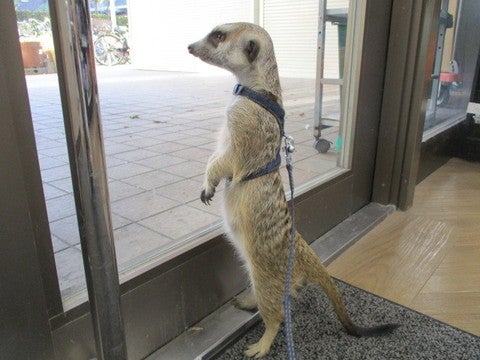 ミーアキャット アリオ北砂店 ペットショップのコジマ