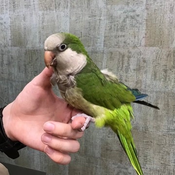 オキナインコ ベイタウン横浜本牧店 ペットショップのコジマ