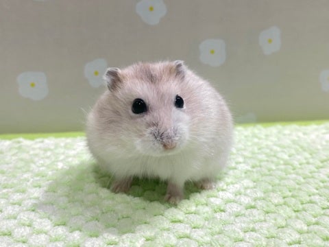 ハムスターは賃貸物件でも飼える？一人暮らしで飼うときの注意点