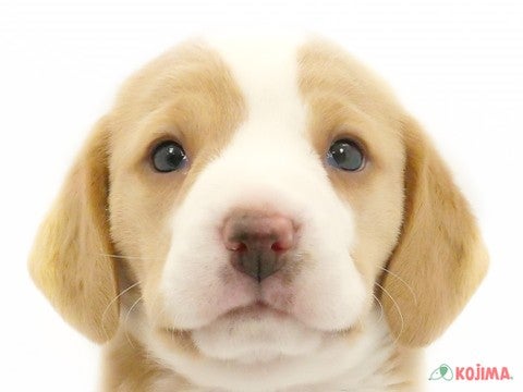 レモン様専用】犬と猫の治療薬ガイド2023 本 健康/医学 本 健康/医学