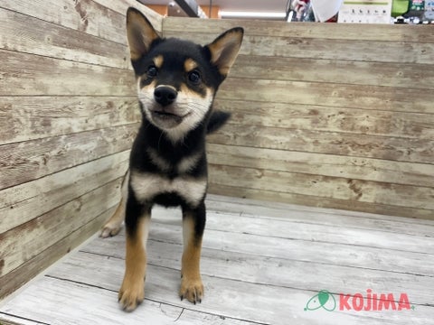 柴犬 大宮店 | ペットショップのコジマ