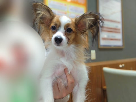 パピヨン マチノマ大森店 | ペットショップのコジマ