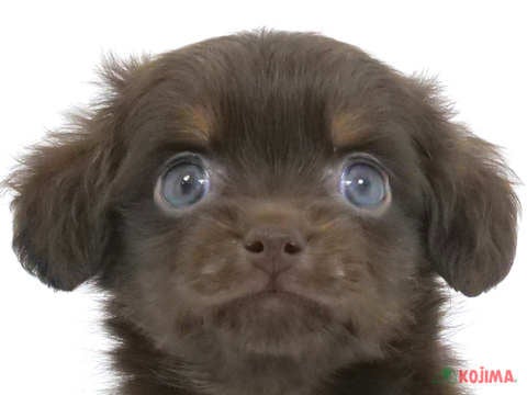 ハーフ犬（チワックス） ニトリモール相模原店 | ペットショップのコジマ