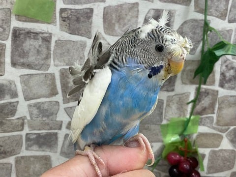 羽衣セキセイインコ ヒナ イーアスつくば店 | ペットショップのコジマ