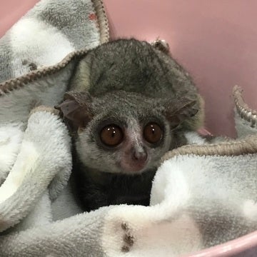 サル系その他 ベイタウン横浜本牧店 | ペットショップのコジマ