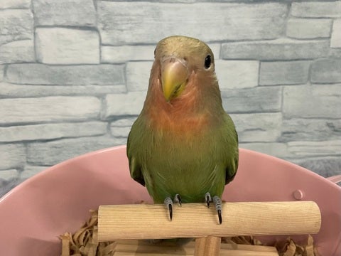 ペット の コジマ セール コザクラインコ