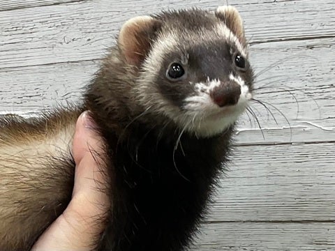 Solid fashion black ferret