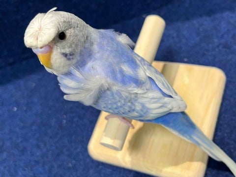 羽衣セキセイインコ ヒナ 三郷店 | ペットショップのコジマ