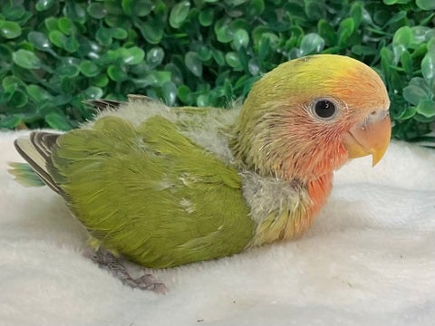 ペット の コジマ セール コザクラインコ