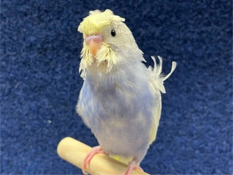 羽衣セキセイインコ ヒナ 三郷店 | ペットショップのコジマ