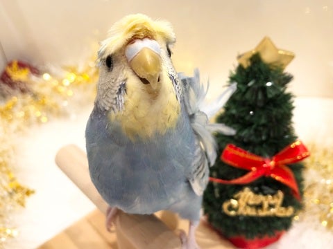 羽衣セキセイインコ 竹ノ塚店 | ペットショップのコジマ