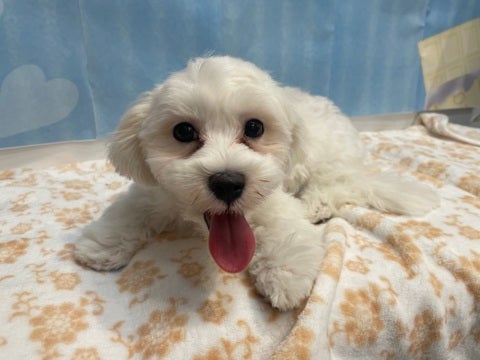 【第1位獲得！】 ハーフ犬（チワプー） ペットショップのコジマ | 西篠崎店 メンズウェア