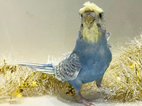 羽衣セキセイインコ 竹ノ塚店 | ペットショップのコジマ