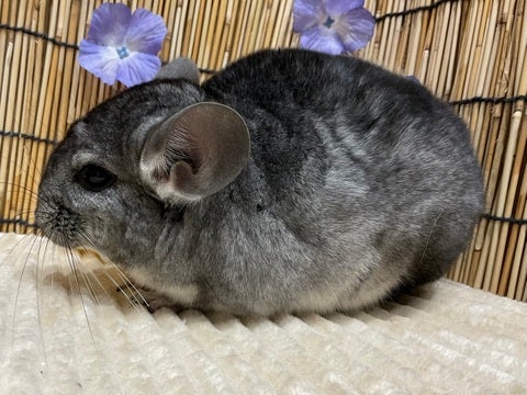 チンチラ (グレー) 戸田公園店 | ペットショップのコジマ チンチラ (グレー) 戸田公園店 | ペットショップのコジマ
