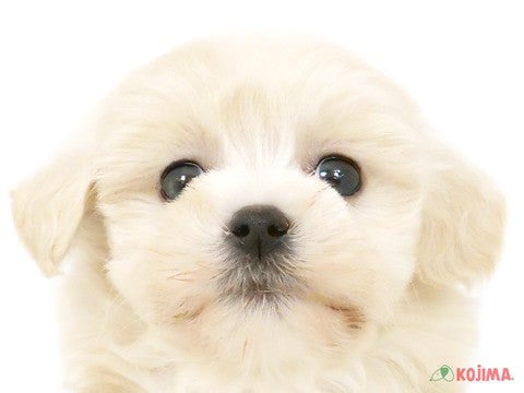 ハーフ犬（マルプー） アリオ蘇我店 | ペットショップのコジマ