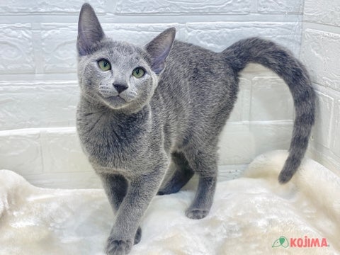 kot | #シンクロ猫 ◯ ◯ ◯ #ロシアンブルー #三毛猫