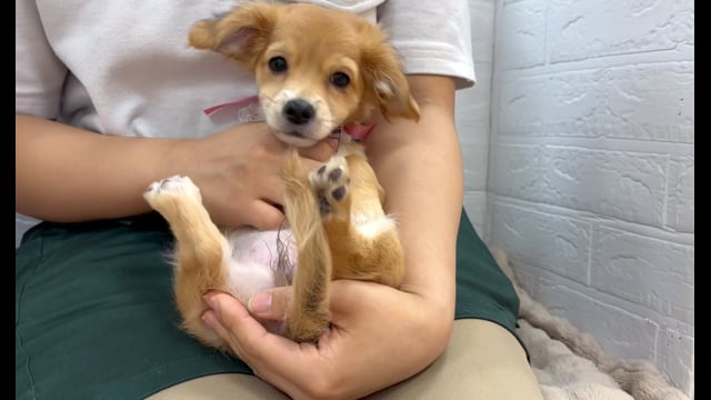 ハーフ犬（チワックス） 足立店 | ペットショップのコジマ