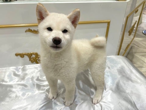 柴犬 戸田公園店 | ペットショップのコジマ