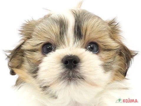 ハーフ犬（マルズー） アリオ亀有店 | ペットショップのコジマ
