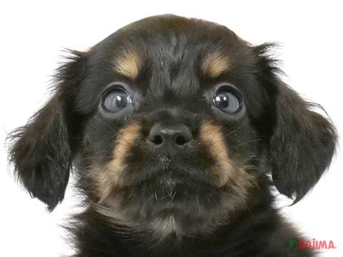 チューデント 4本 ハーツ 犬用ガム・ローハイド 小型-中型犬用