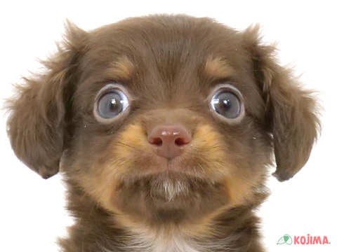 ハーフ犬（チワックス） 国分寺店 | ペットショップのコジマ