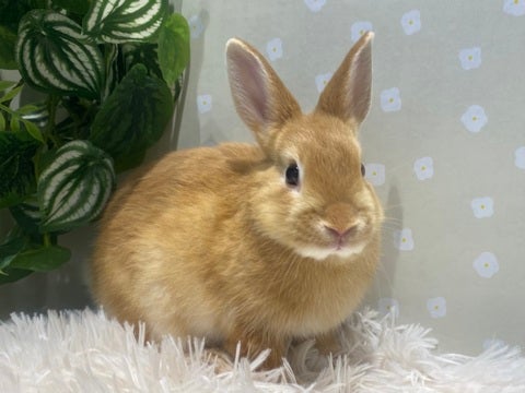 ネザーランドドワーフ たちみみ うさぎ うさぎ専門店