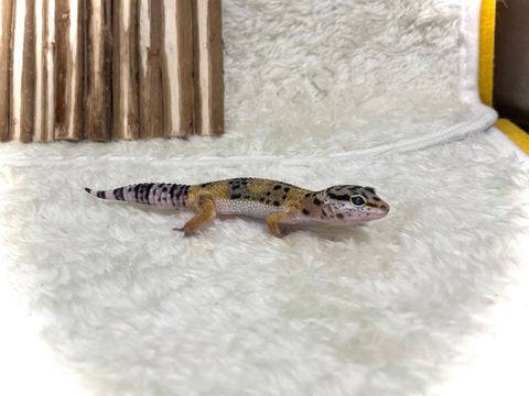 ヒョウモントカゲモドキ アリオ葛西店 | ペットショップのコジマ