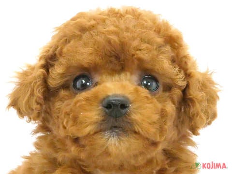 愛犬の写真 | SAY YOUR DREAM