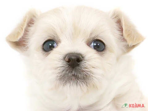 ハーフ犬（チワマル） アリオ蘇我店 | ペットショップのコジマ