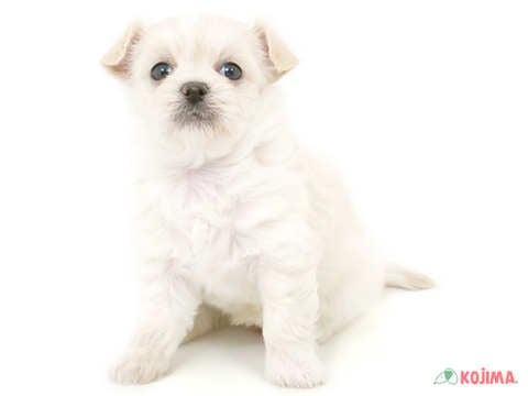 ハーフ犬（チワマル） アリオ蘇我店 | ペットショップのコジマ