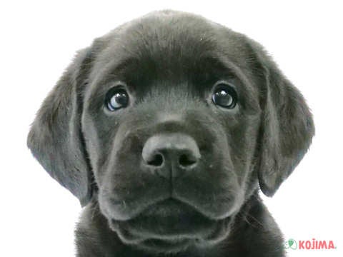 Amazon.co.jp: 不二貿易 座れるぬいぐるみ アニマルスツール 犬