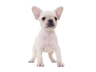 フレンチ・ブルドッグ