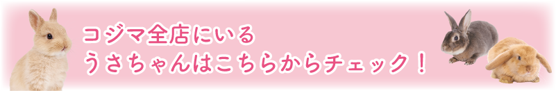 2023年はうさぎ年うさぴょん祭03