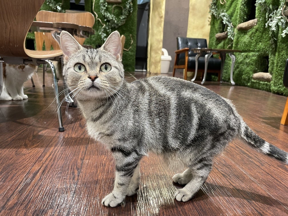 どんぐり