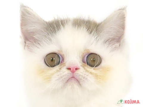 茨城県のエキゾチックショートヘアー (コジマイーアスつくば店/2023年6月20日生まれ/男の子/ブルータビーホワイト)の子猫