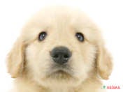 【2023/9/5撮影】「レトリーバー」とは「獲物を回収する犬」の総称だそうです☆